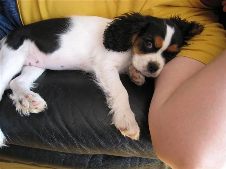 Cavalier king charles spaniel Zelma billede 7