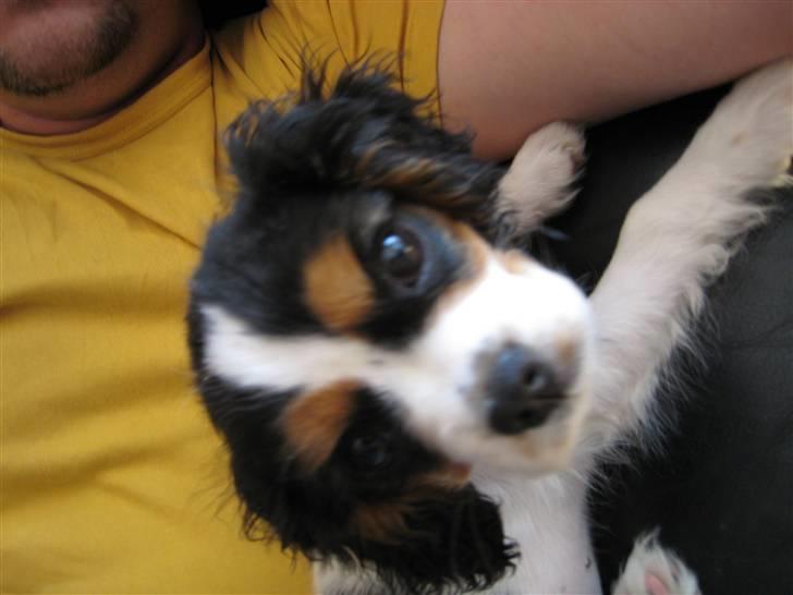 Cavalier king charles spaniel Zelma billede 8