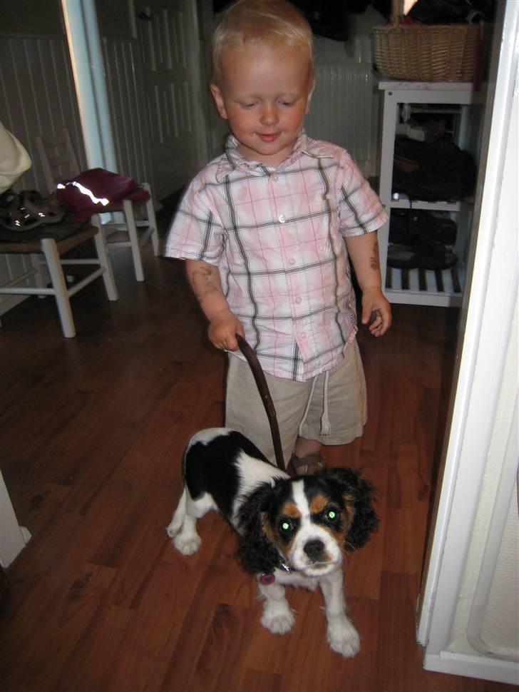 Cavalier king charles spaniel Zelma billede 9