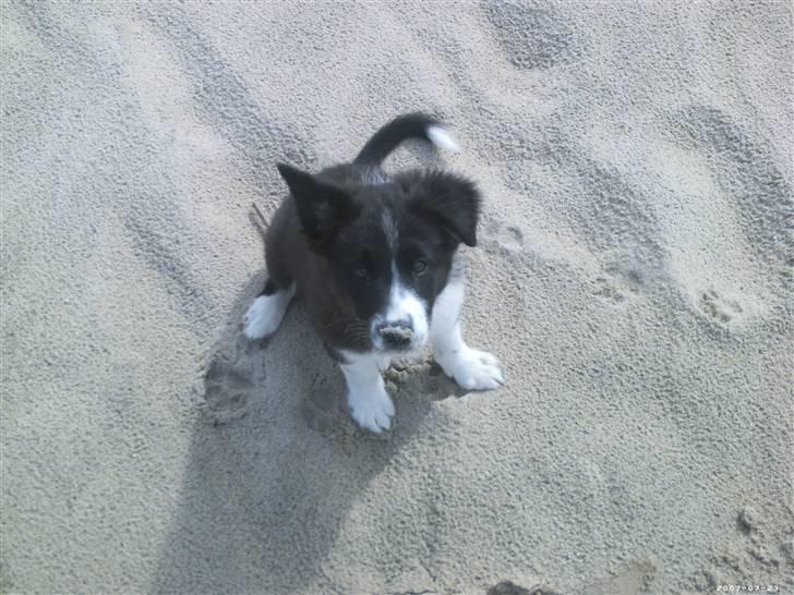 Blanding af racer Tika - Hvad er der mor?? Hvofor griner du? Har jeg noget i pelsen?? Si det nu.. billede 1