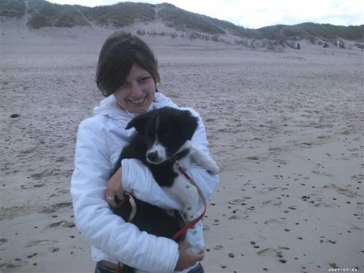 Blanding af racer Tika - Tika gider ikke gå længere, det er hårdt at gå i sand. billede 4