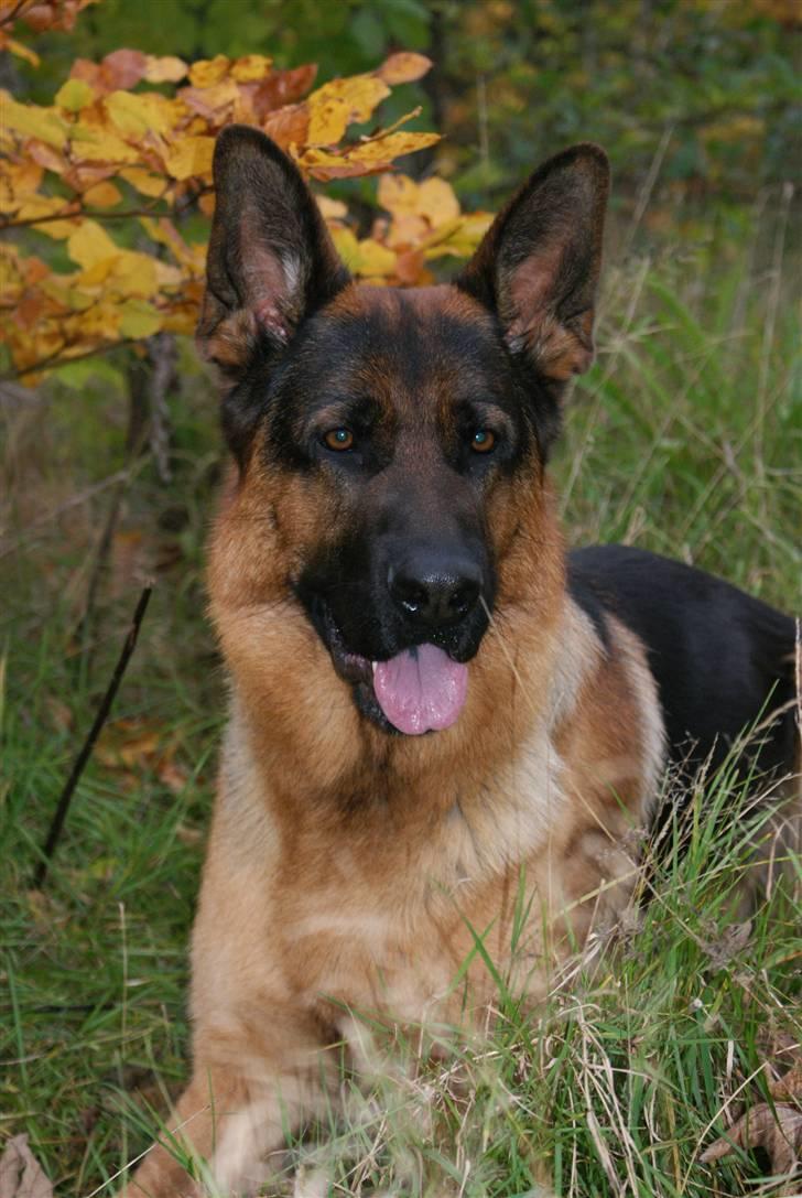 Schæferhund Kenzo - Kenzo over i Bundgårdsparken. billede 9