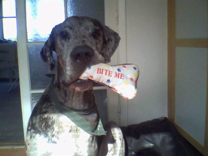 Grand danois Thor billede 10