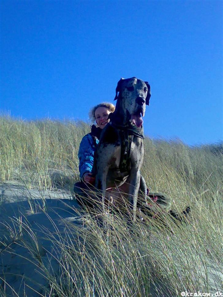 Grand danois Thor billede 11