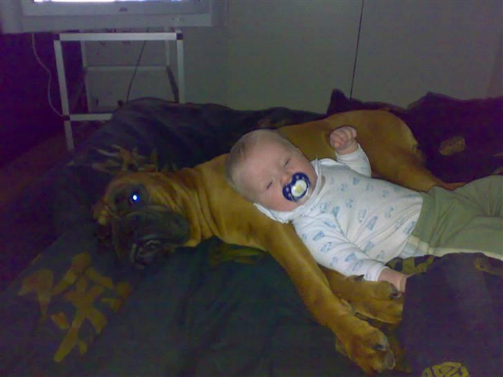 Boxer JUNIOR billede 2