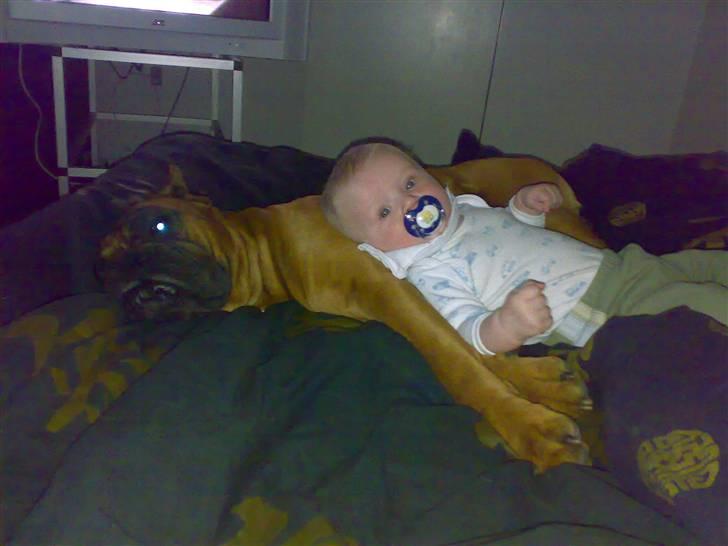 Boxer JUNIOR billede 4