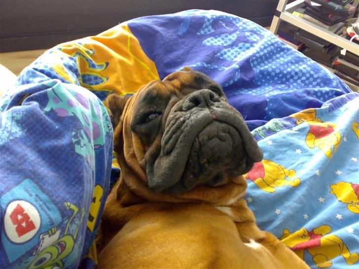 Boxer JUNIOR billede 5