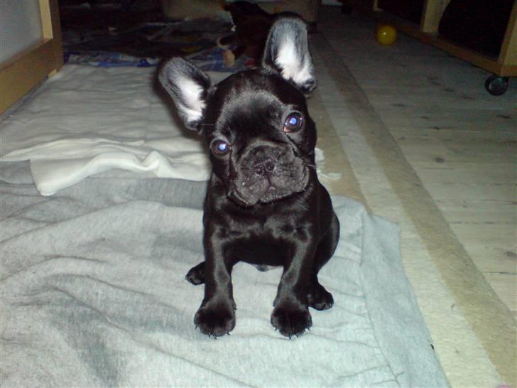 Fransk bulldog Chaco - lille chaco ca 8-9 uger billede 1