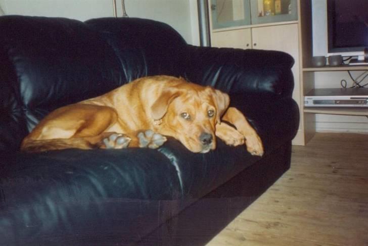 Blanding af racer Sasja - Tar lige en slapper... billede 18