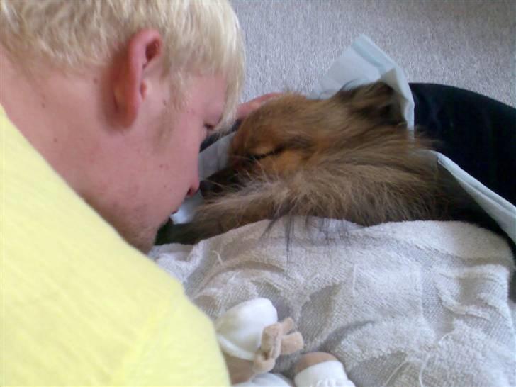 Pomeranian Tyson, Sov godt Skat <3 R.I.P - Her ser min far til mig efter jeg er blevet kasteret <3 billede 14