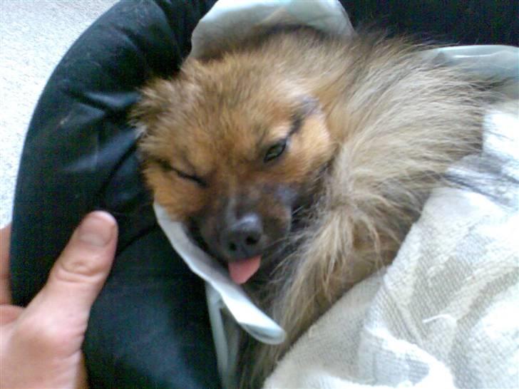 Pomeranian Tyson, Sov godt Skat <3 R.I.P - Man kan altså godt se lidt sjov og fuld ud efter sådan en omgang narkose billede 15