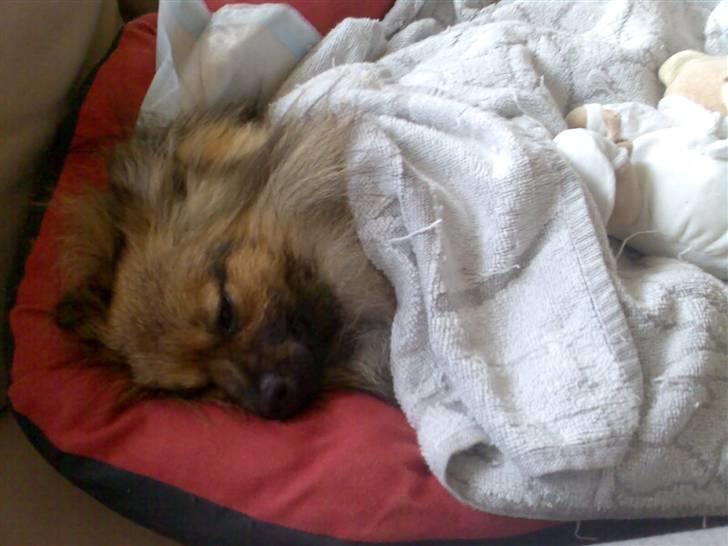 Pomeranian Tyson, Sov godt Skat <3 R.I.P - jeg tar mig lige en lur så jeg snart er klar igen til at lave ballade :)  billede 16