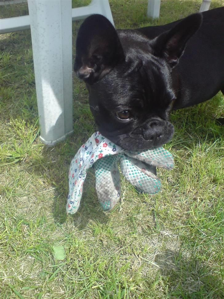 Fransk bulldog Chaco - lille have-hanske tyv billede 2