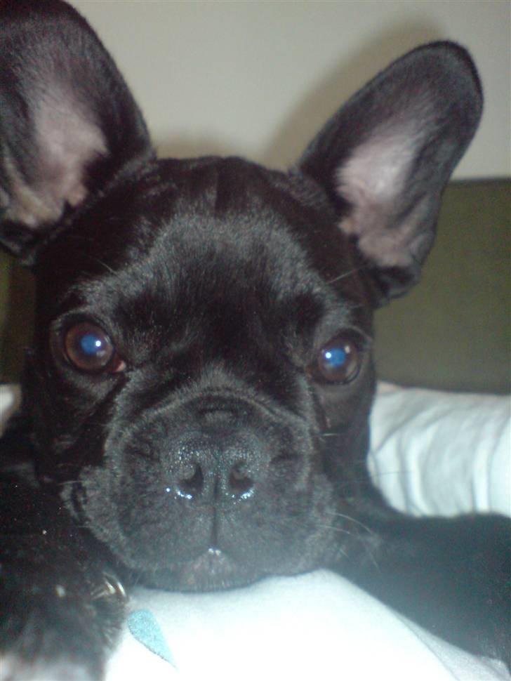 Fransk bulldog Chaco billede 3