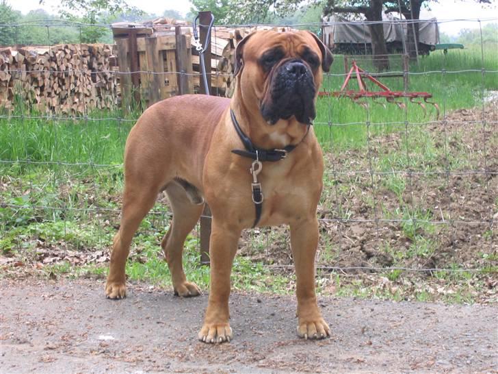 Bullmastiff Zakaa - 1 1/2 år, i Luxembourg billede 1