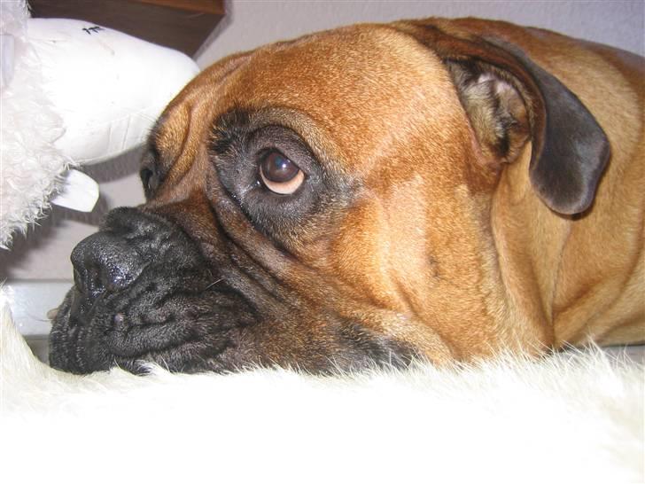 Bullmastiff Zakaa - Påsken 2007, i Danmark billede 2