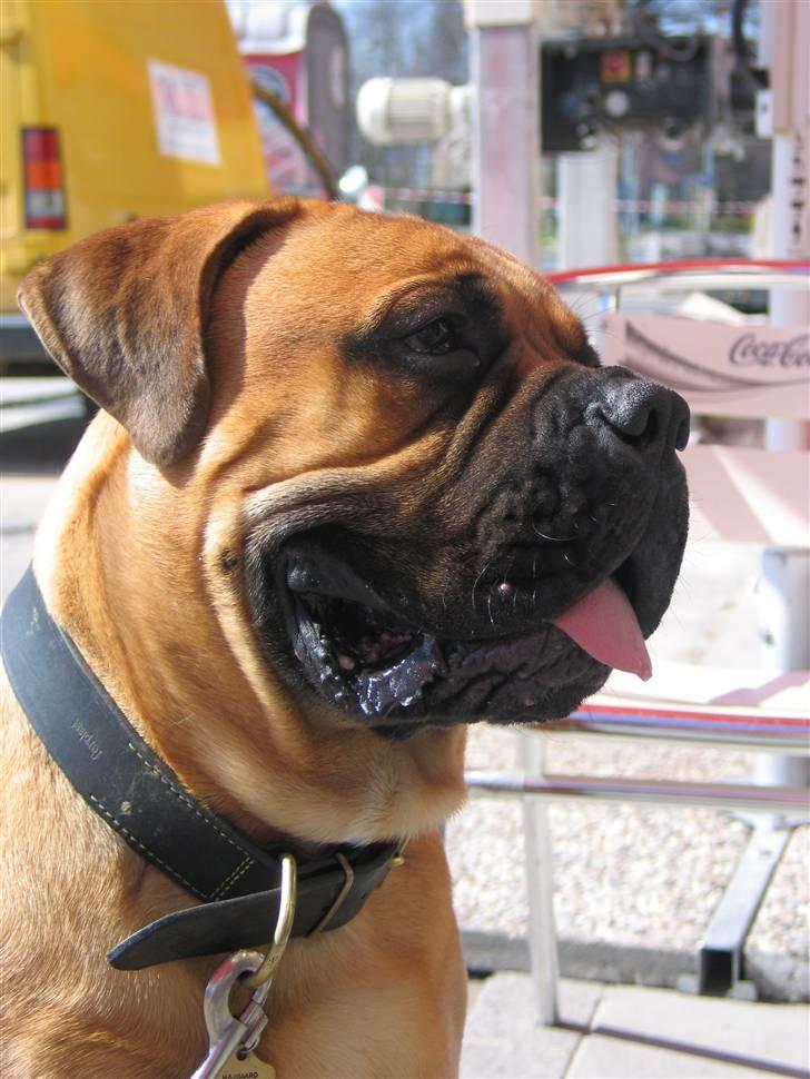 Bullmastiff Zakaa - 9 mdr.i Luxembourg. Her startede mit caféliv.... billede 3