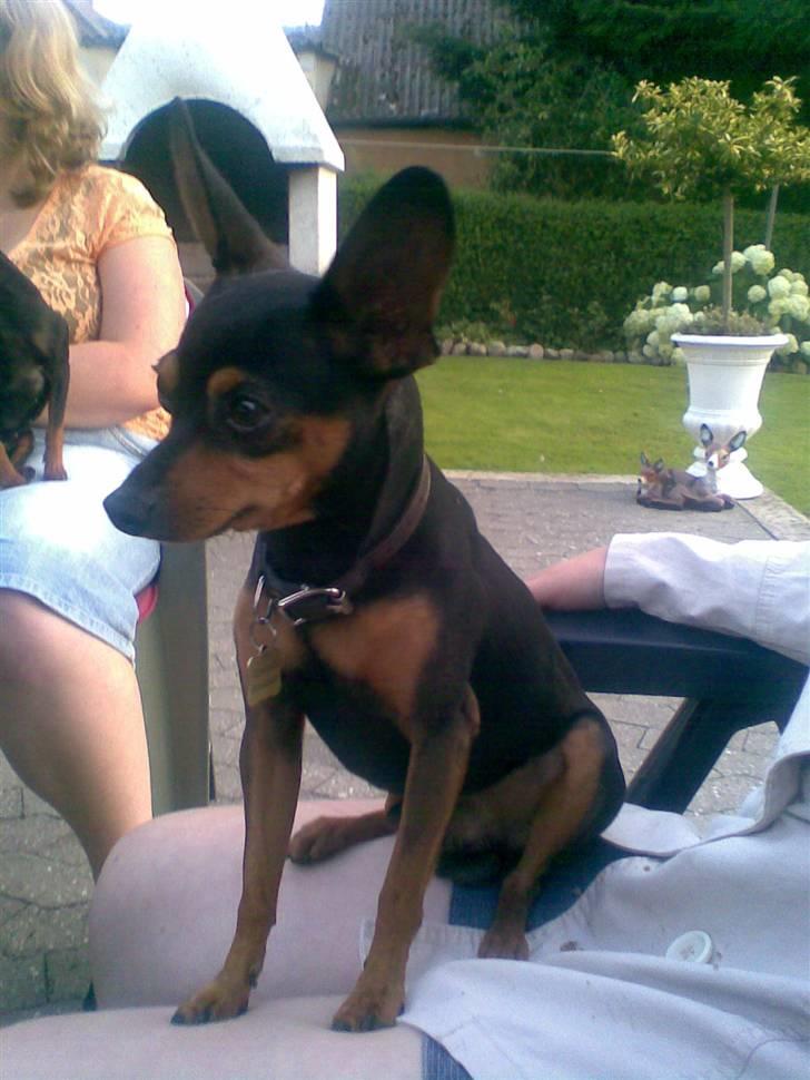 Prazsky krysarik Speedy - Hej, hvad søren er det nu min mor står med der? billede 1