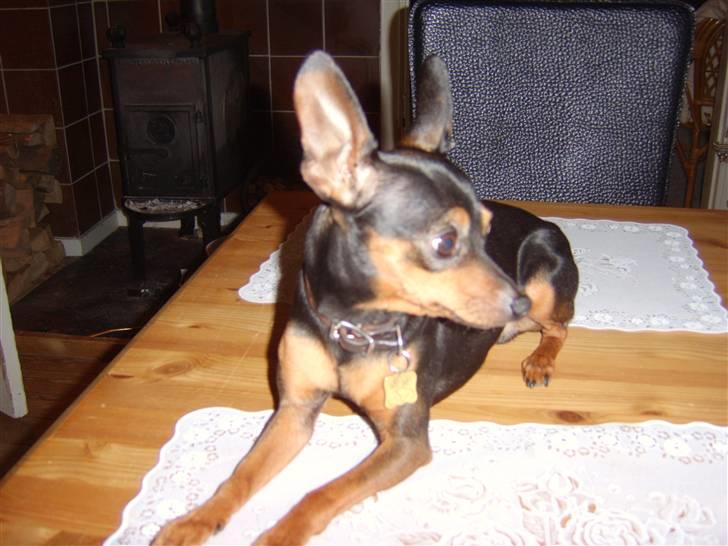 Prazsky krysarik Speedy - Åh nej ikke nu igen, jeg gider ikke kigge ind i det kamera billede 2