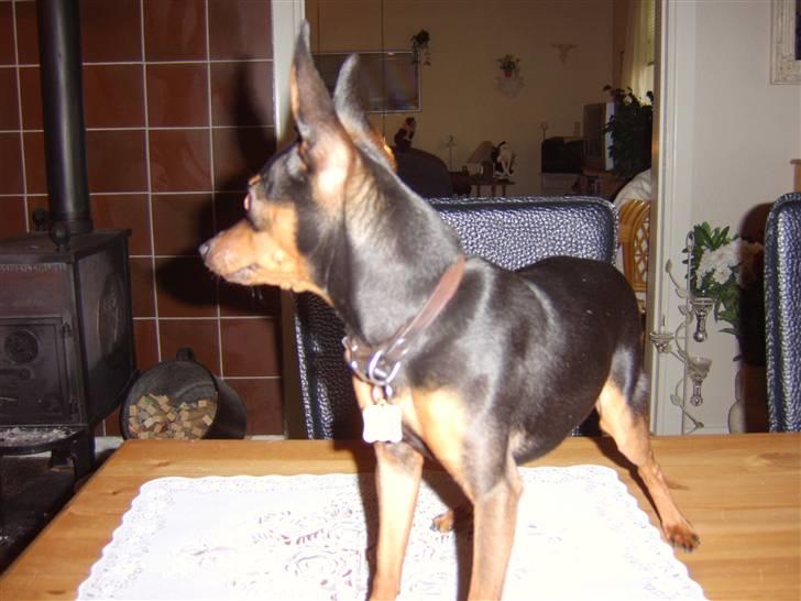 Prazsky krysarik Speedy - nå ja så kigger jeg bare den anden vej, for jeg bestemmer billede 3