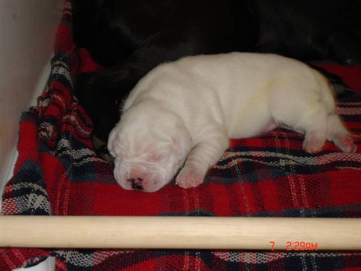 Blanding af racer Teo - 3dage gammel billede 2