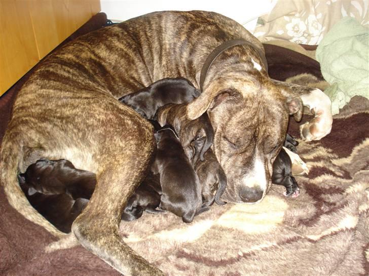 Amerikansk staffordshire terrier Freja - Freja blev mor til 11 søde nuttede valpe i dag. billede 17