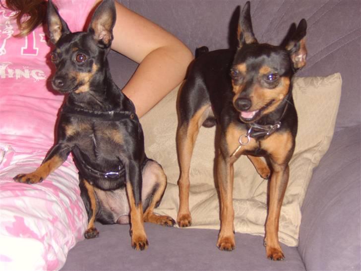 Prazsky krysarik Speedy - Her er så min kæreste billede 5