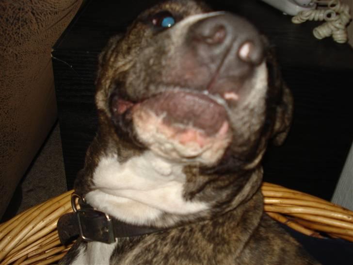 Amerikansk staffordshire terrier Freja - Hva..? Har jeg noget i næsen..? billede 18