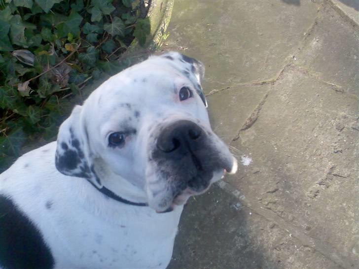 Blanding af racer Teo - Ville du sige noget ? billede 3