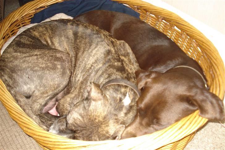 Amerikansk staffordshire terrier Freja - Mor og far trænger til en lille lur sammen billede 19