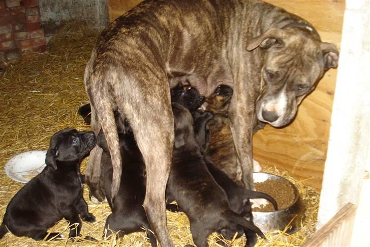 Amerikansk staffordshire terrier Freja - Her er hvalpene 6 uger, og her får de lige en tår mælk billede 20