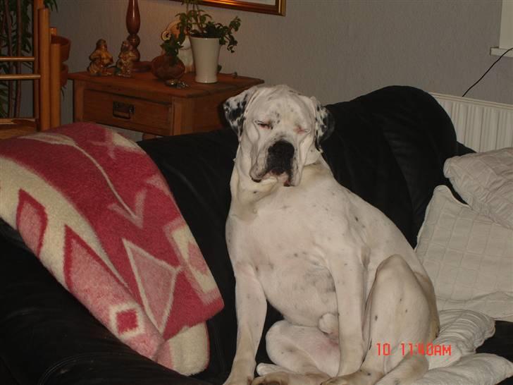 Blanding af racer Teo - Jeg er træt, lad mig nu sove. billede 4