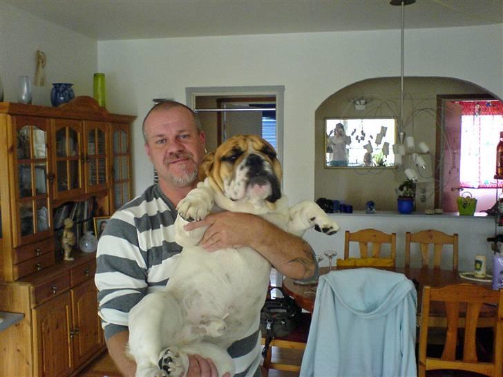 Engelsk bulldog ICEMAN billede 9