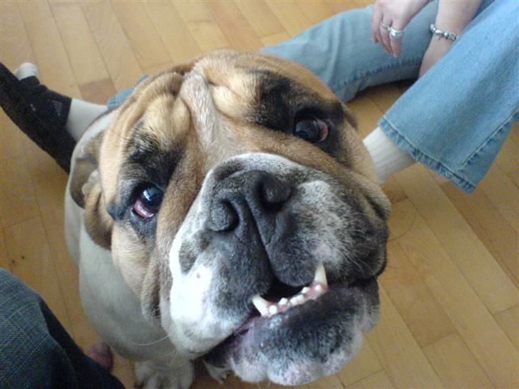 Engelsk bulldog ICEMAN billede 10