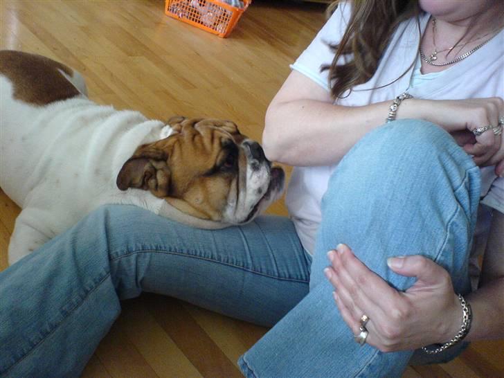 Engelsk bulldog ICEMAN billede 11