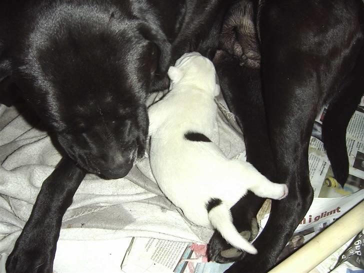 Blanding af racer Teo - Min Mor og mig. billede 5