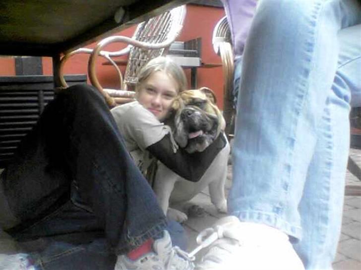 Engelsk bulldog ICEMAN billede 12