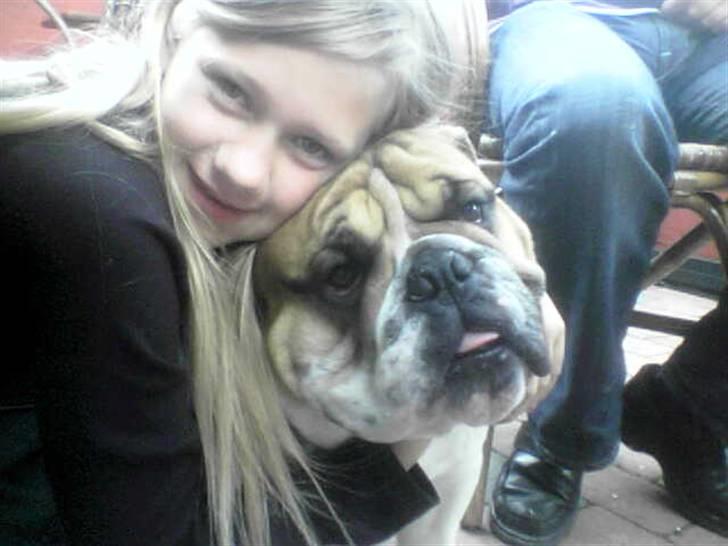 Engelsk bulldog ICEMAN billede 13