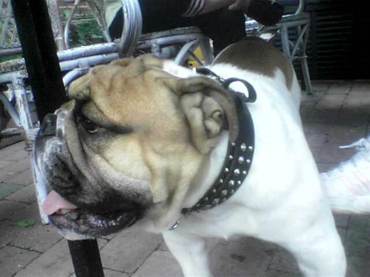 Engelsk bulldog ICEMAN billede 14