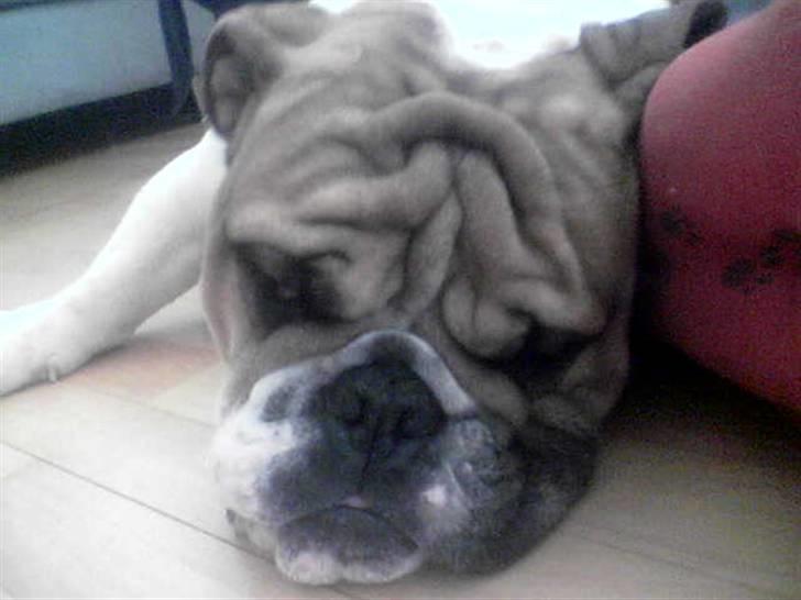 Engelsk bulldog ICEMAN billede 15