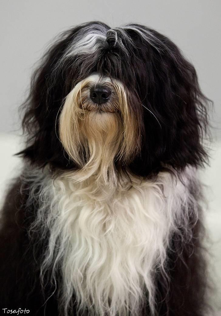 Tibetansk terrier Ömsikka's Astor af Ricko - Monty 7. november 2009 billede 1