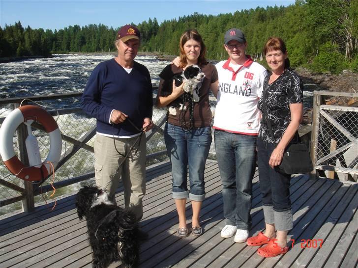 Tibetansk terrier Ömsikka's Astor af Ricko - Fra højre: Avleren Ove, Anette med Monty, Henrik og Rigmor (avlerens kone). billede 2