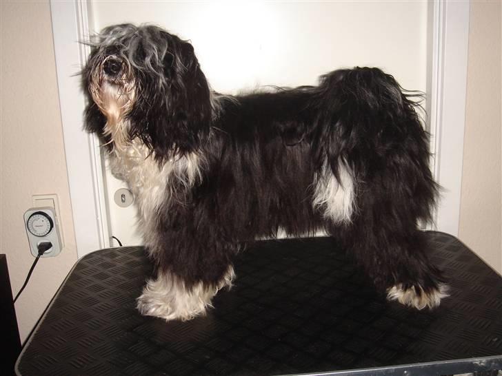 Tibetansk terrier Ömsikka's Astor af Ricko - Udstillingshunden!!! billede 3