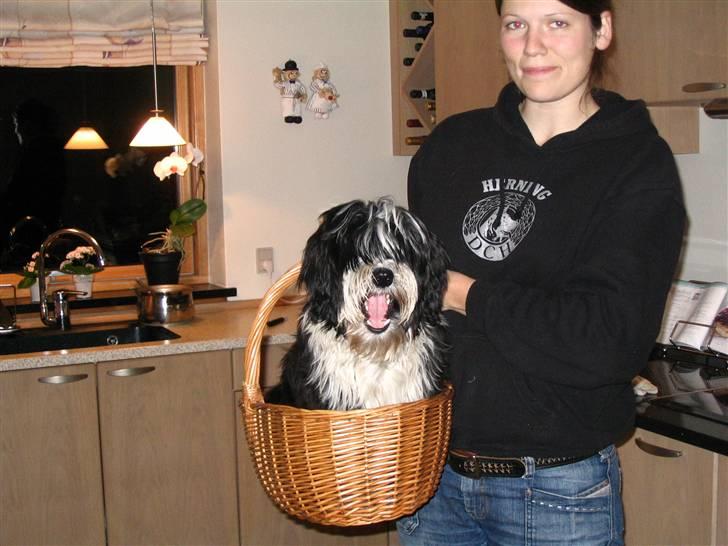 Tibetansk terrier Ömsikka's Astor af Ricko - Sådan handler man hund i Sverige...  :o) billede 4