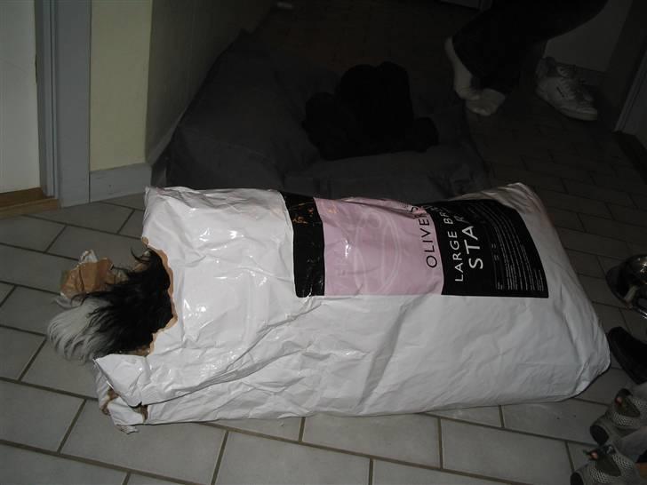 Tibetansk terrier Ömsikka's Astor af Ricko - Jeg er bare SÅ sulten! billede 5