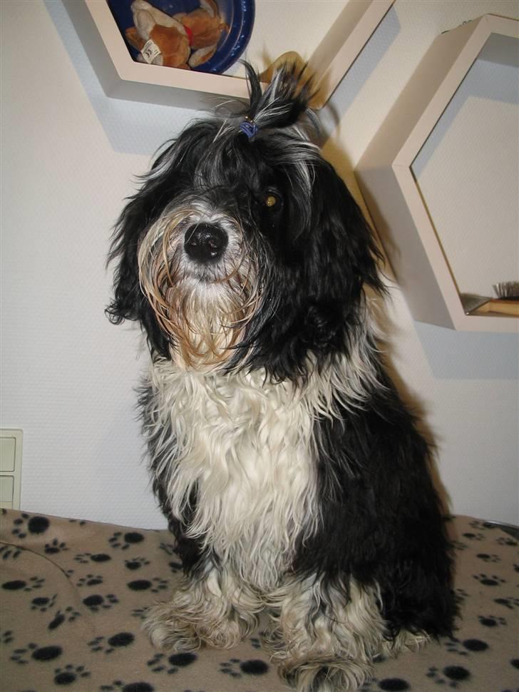 Tibetansk terrier Ömsikka's Astor af Ricko - Er jeg ikke fin..? billede 6