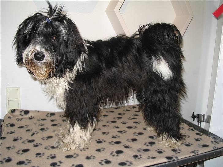Tibetansk terrier Ömsikka's Astor af Ricko - Det er ikke nemt at stille ham op og så gå lidt væk for at tage billeder - uden at han flytter sig... billede 7