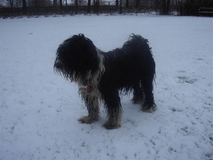 Tibetansk terrier Ömsikka's Astor af Ricko - Så kom sneen. Køn er han ikke når han er våd! billede 8