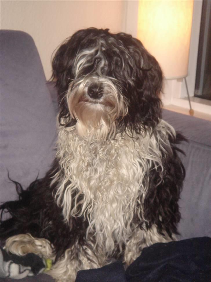 Tibetansk terrier Ömsikka's Astor af Ricko - Dejlige dreng! billede 9