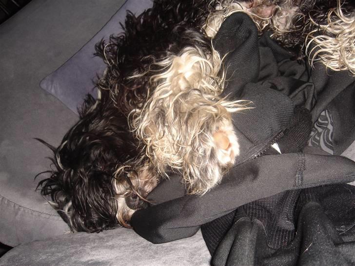 Tibetansk terrier Ömsikka's Astor af Ricko - Slap af.. billede 10